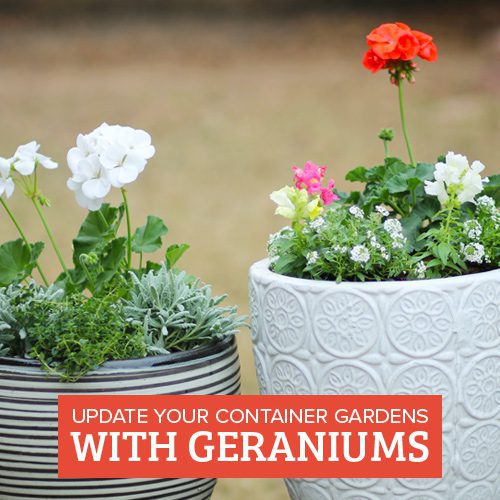 Update Your Container Gardens with Geraniums