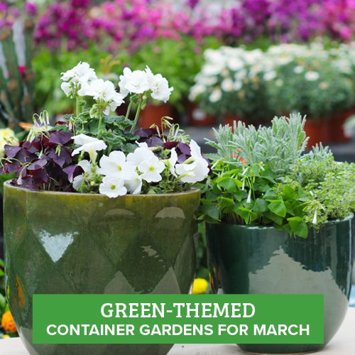 green themed container gardens