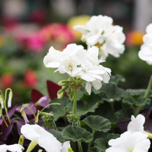 geranium