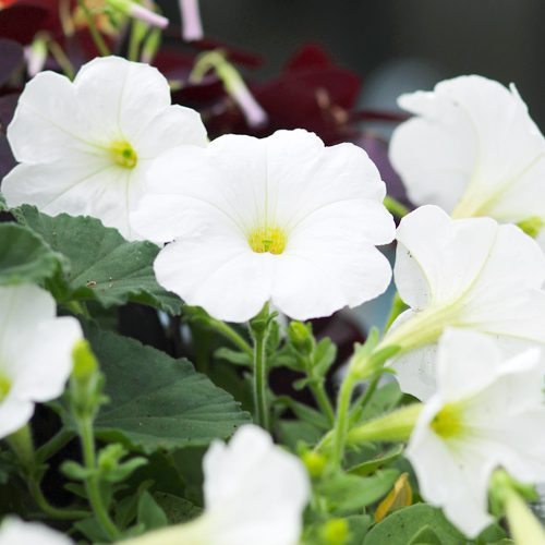 white petunias