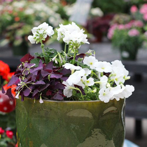 march container garden with flowers