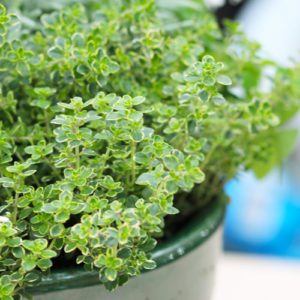 thyme