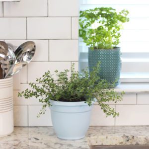 herb garden on windowsill