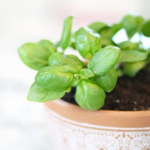 basil leaves