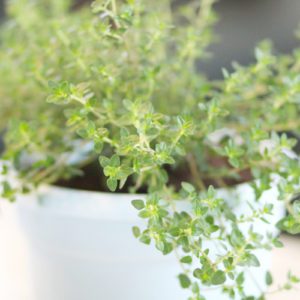 thyme