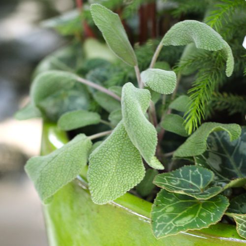 Purple Sage Plant for Christmas Holidays | Calloway's Nursery