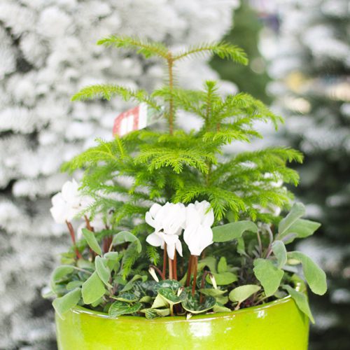 Green and White Container Garden Flower Plant for Christmas Holidays | Calloway's Nursery