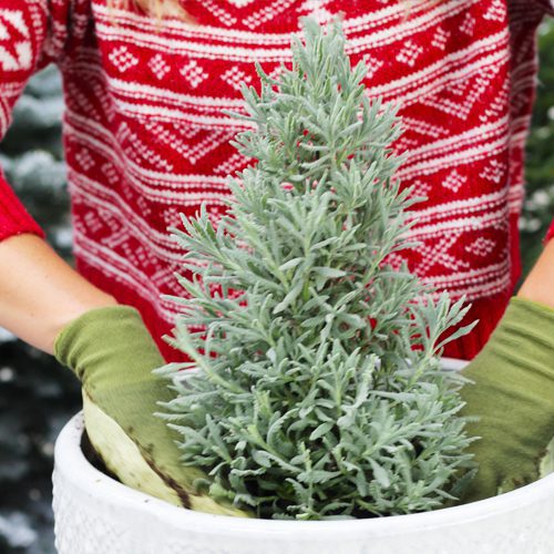 Planting Lavender Holiday Tree for Christmas | Calloway's Nursery