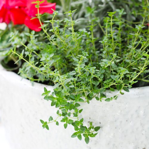 Thyme Plant for Christmas Holidays | Calloway's Nursery