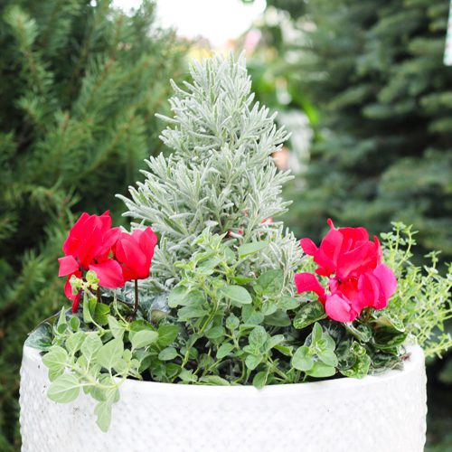 Red and Green Container Garden Flower Plant for Christmas Holidays | Calloway's Nursery