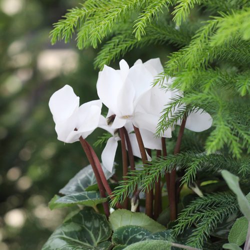 White Cyclamen Flower Plant for Christmas Holidays | Calloway's Nursery