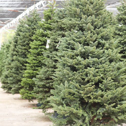 Fresh Cut Christmas Trees for Holidays Decoration | Calloway's Nursery