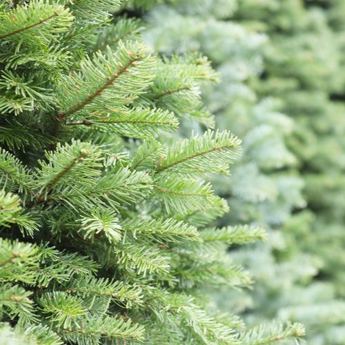 Noble Fir Christmas Tree for Holidays Decoration | Calloway's Nursery