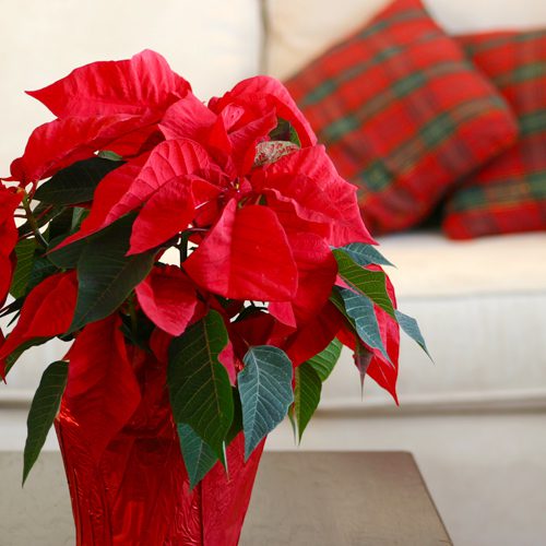 Shop Poinsettias for Christmas Decoration and Gift | Calloway's Nursery