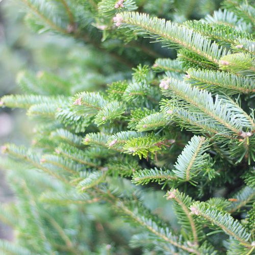 Fraser Fir Christmas Tree for Holidays Decoration | Calloway's Nursery