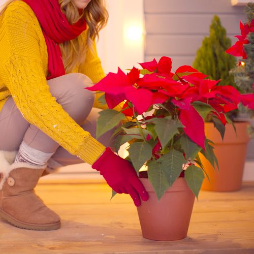 Poinsettia Flower Plant for Christmas Holidays Decoration | Calloway's Nursery