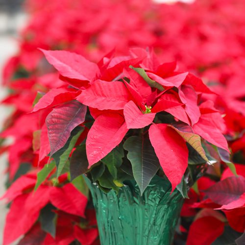 Red Poinsettia for Christmas Holidays Decoration | Calloway's Nursery