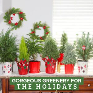christmas tabletop greenery