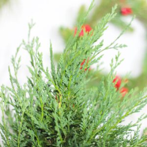 leyland cypress plant