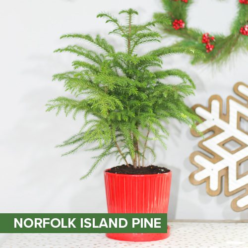Norfolk Island Pine for Christmas Holidays | Calloway's Nursery