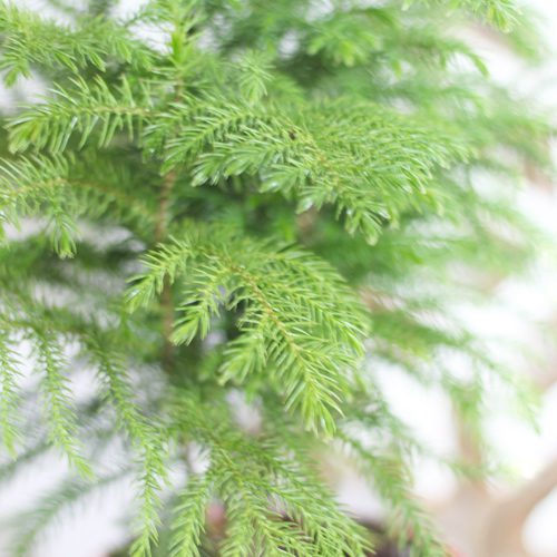 Norfolk Island Pines for Christmas Holidays | Calloway's Nursery