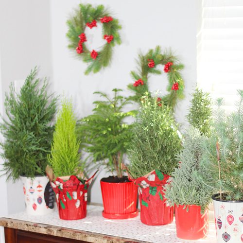 Shop Tabletop Fresh Christmas Greenery for Holidays | Calloway's Nursery
