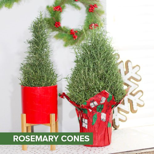 Rosemary Cones for Christmas Holidays | Calloway's Nursery