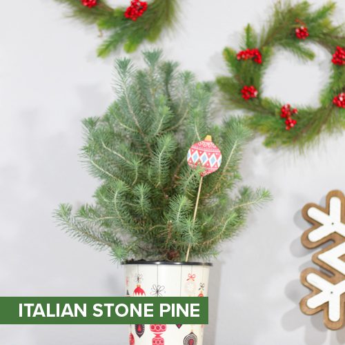 Italian Stone Pine for Christmas Holidays | Calloway's Nursery