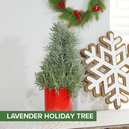 Lavender Holiday Trees for Christmas Holidays | Calloway's Nursery