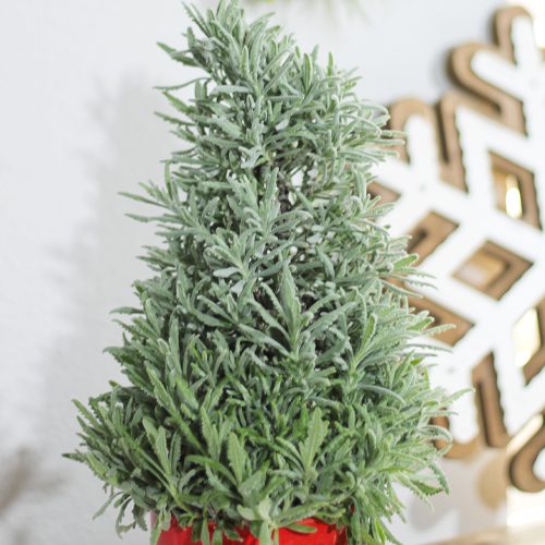 Lavender Tree for Christmas Holidays | Calloway's Nursery