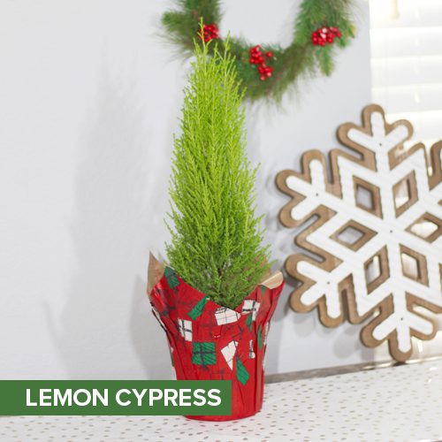 Lemon Cypress for Christmas Holidays | Calloway's Nursery