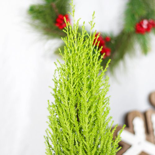 Lemon Cypress Plant for Christmas Holidays | Calloway's Nursery