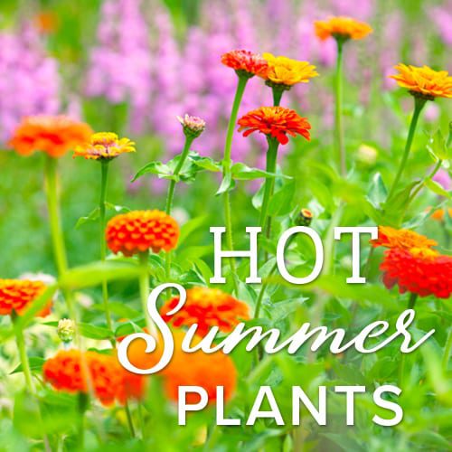 Hot Summer Plants for Your Texas Garden | Calloway's Nursery