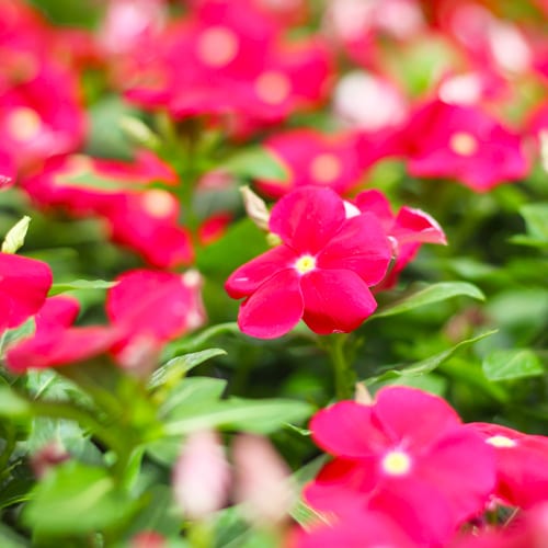 cora xdr vinca