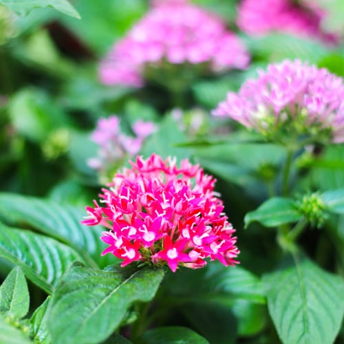 pentas