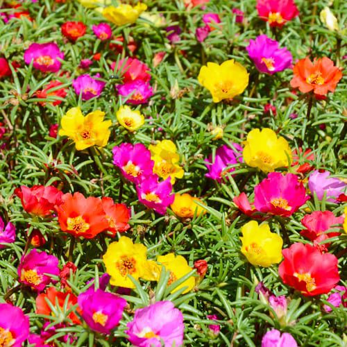 purslane