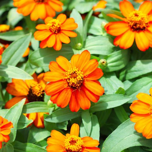 orange zinnias