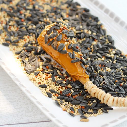 bird seed craft