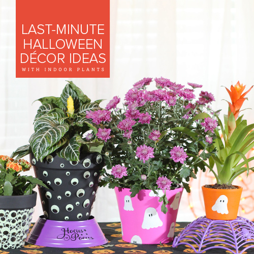 Last-Minute Halloween Décor Ideas with Indoor Plants