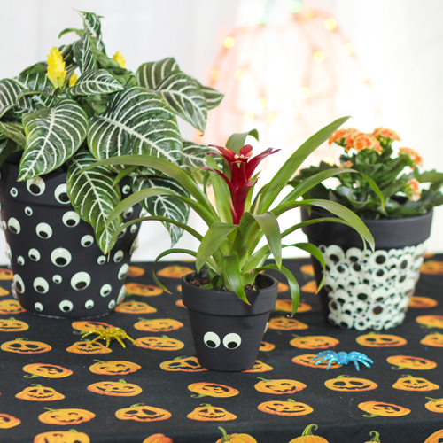 googly eye indoor plant flower pots