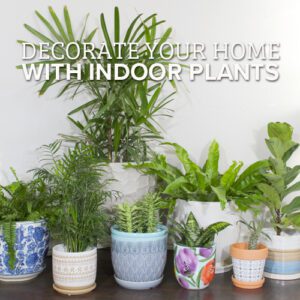 indoor plant ideas