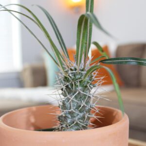 madagascar palm