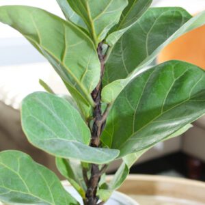 fiddle leaf fig