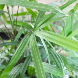 rhapis palm