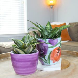 sansevieria