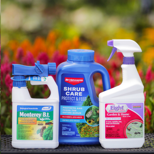 pest control solutions