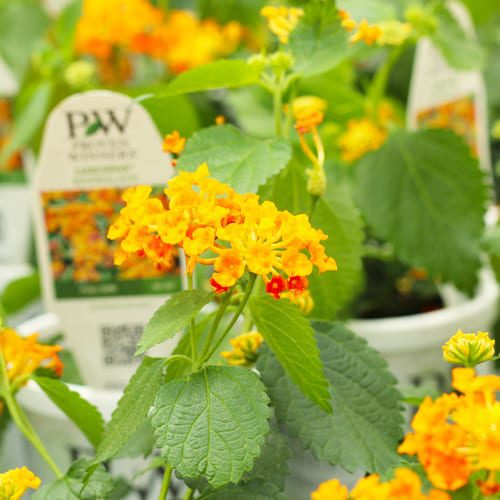 lantana