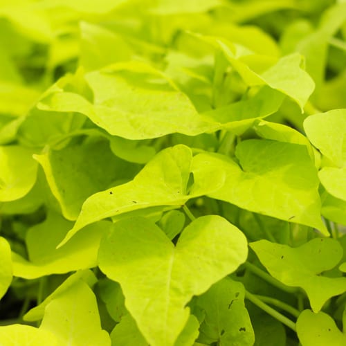 sweet potato vines