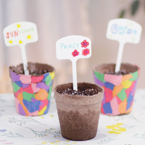 How to plant seeds for beginners