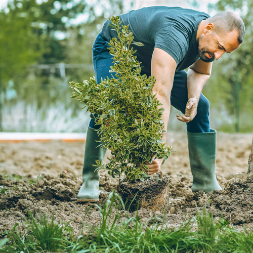 planting shrubs